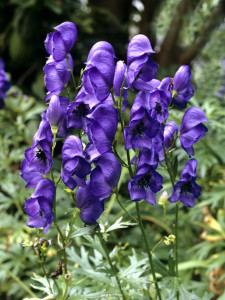 Eisenhut Blauer