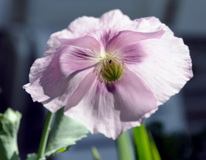 Schlafmohn_d2733